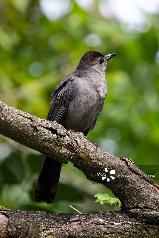 黑鹂栖息在树枝上的特写，美国俄亥俄州都柏林图片素材