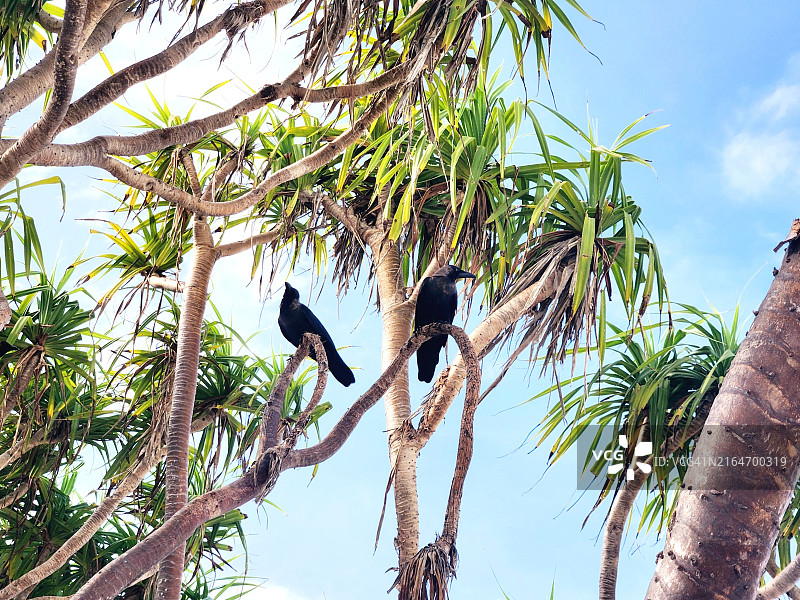 鸟儿栖息在树上仰视视角（马尔代夫阿里夫达鲁环礁）图片素材