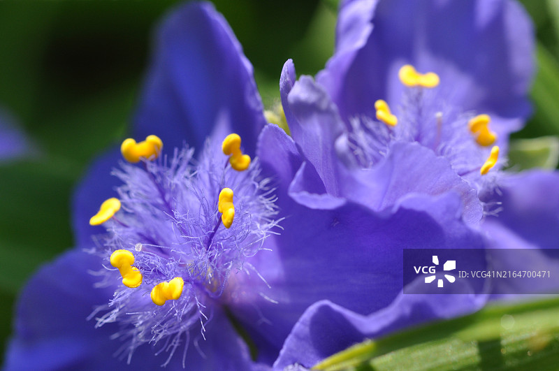 紫色番红花的特写图片素材