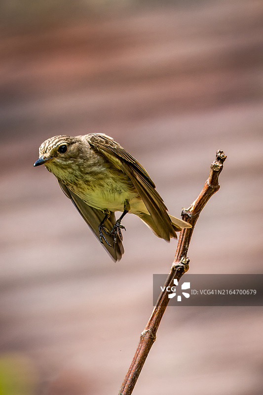栖息在树枝上的鸣禽特写，英国斯托克布里奇图片素材