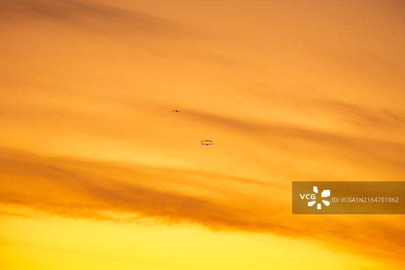 日落橙色天空中的鸟剪影图片素材