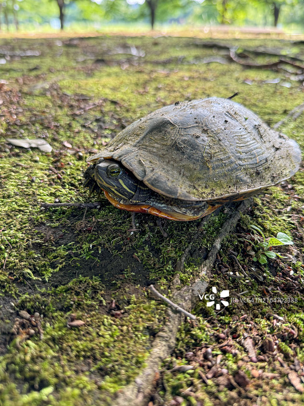 日本田野上的乌龟特写图片素材
