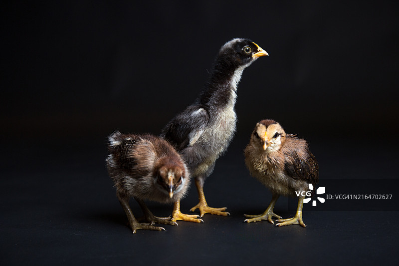 黑色背景上的小鸡图片素材