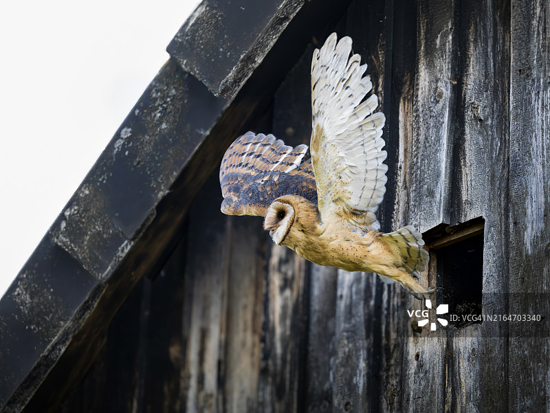 猫头鹰栖息在木桩上的低角度照片，德国吉夫霍恩图片素材