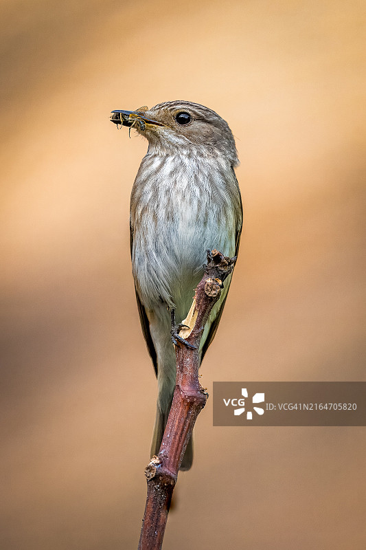 栖息在树枝上的鸣禽特写，英国斯托克布里奇图片素材