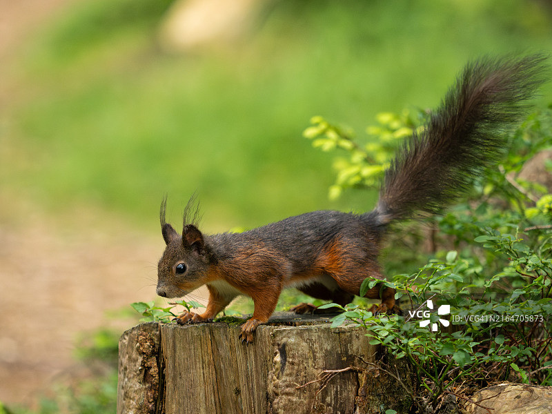 奥地利蒂罗尔州泽费尔德木头上的松鼠特写图片素材