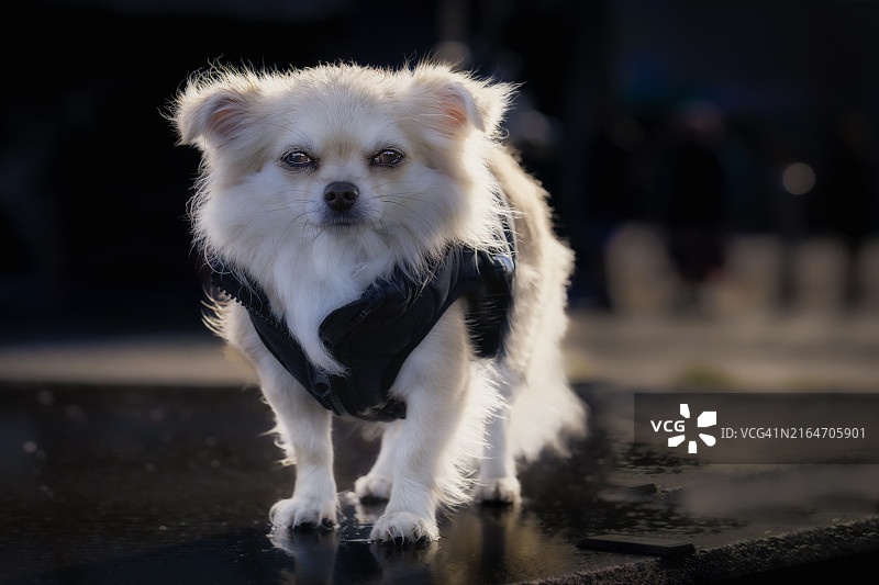 吉娃娃特写图片素材