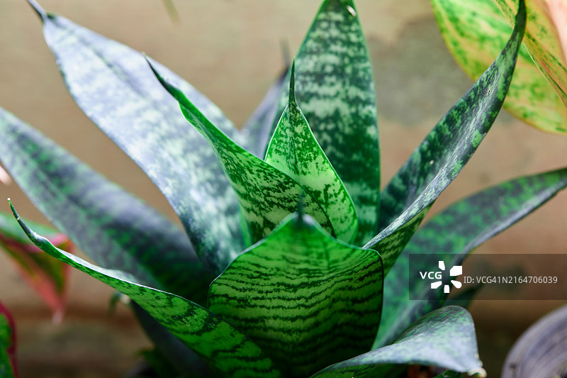 盆栽虎尾兰，泰国图片素材