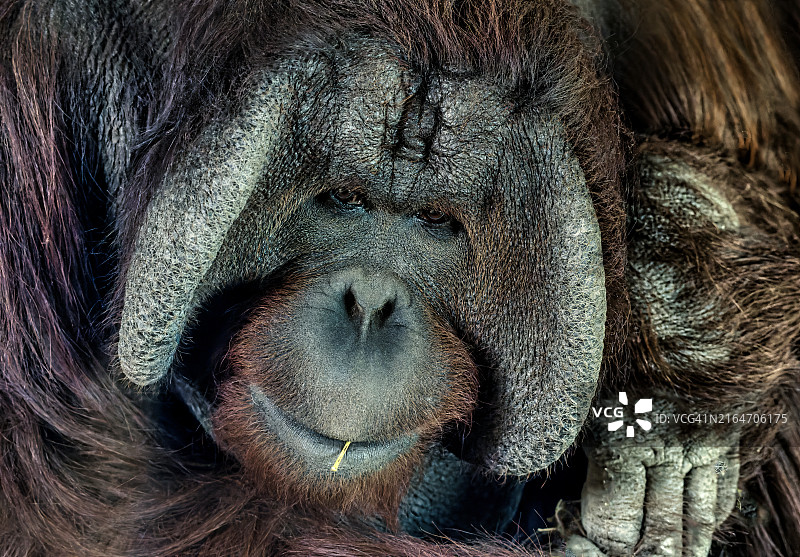 大象特写图片素材