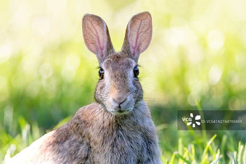 兔子肖像，美国马里兰州银泉图片素材