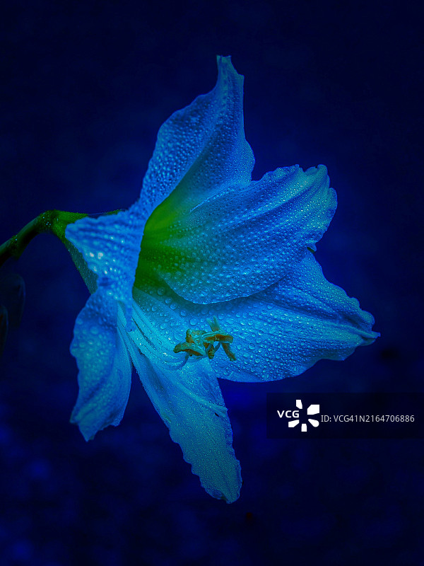 美国康涅狄格州吉尔福德紫色湿花特写图片素材