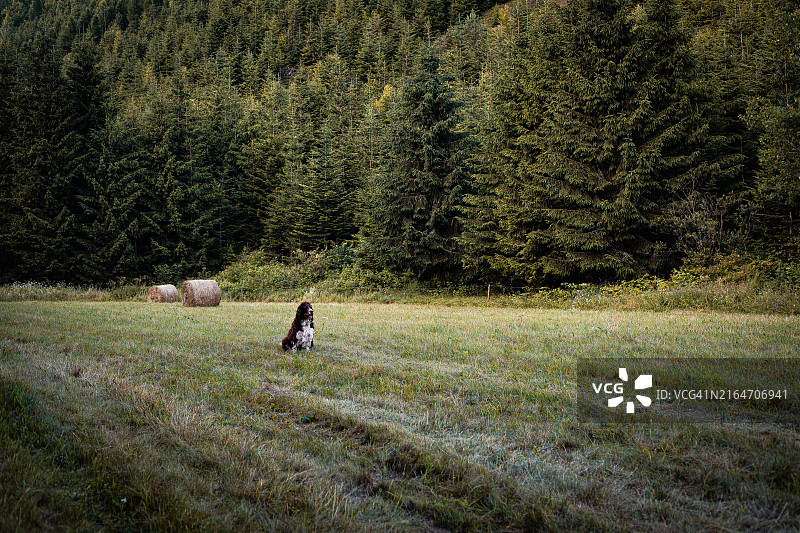 狗坐在草地上的侧视图图片素材