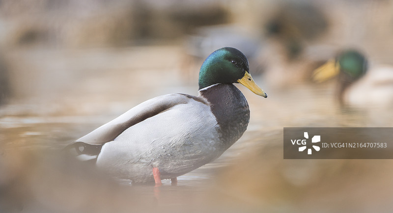 湖中游泳的绿头鸭近景图片素材