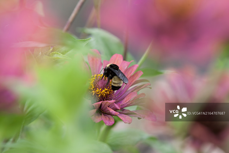 花朵上的昆虫特写，美国阿拉巴马州普拉特维尔图片素材