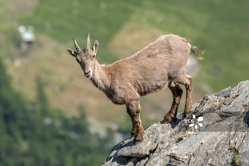 岩石上站立的鹿特写图片素材