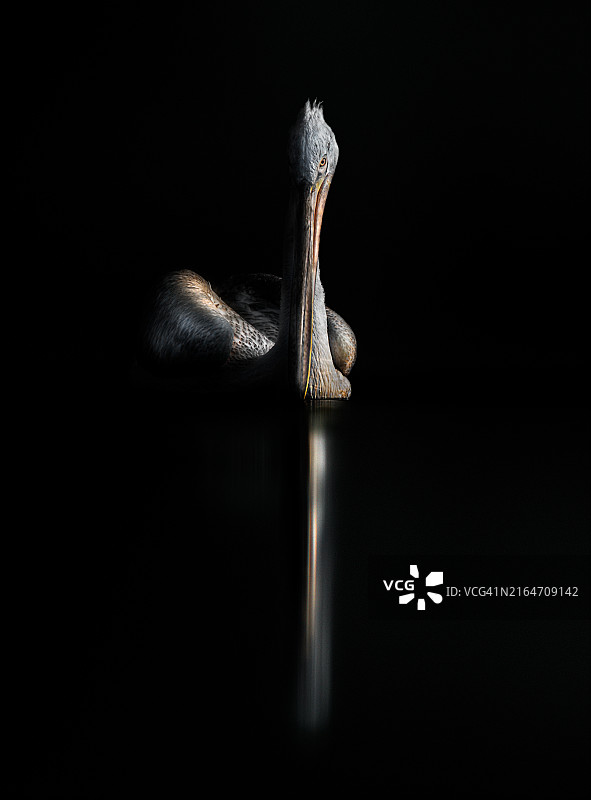 黑色背景下的鹈鹕特写图片素材