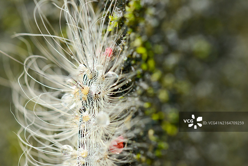 植物上的蒲公英特写图片素材