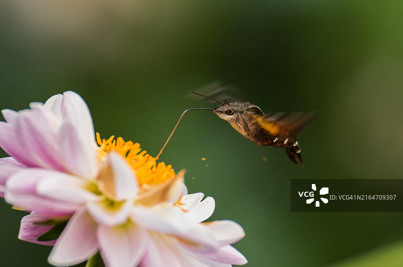 花朵上的昆虫特写，日本神户图片素材