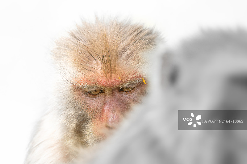 日本猕猴特写图片素材