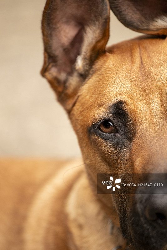 美国牧羊犬特写图片素材