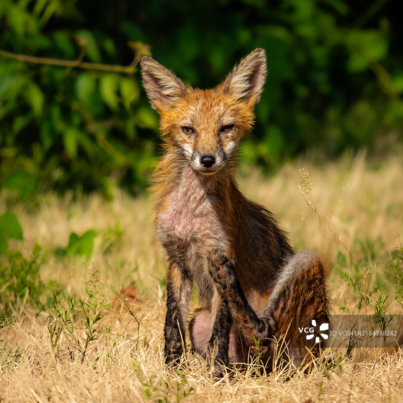 美国弗吉尼亚州费尔法克斯的田野上的红狐肖像图片素材