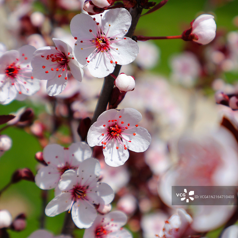 伊利诺伊州莱蒙特樱花特写，美国图片素材