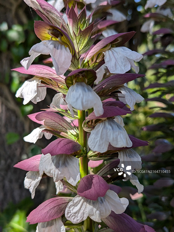 开花植物的特写图片素材