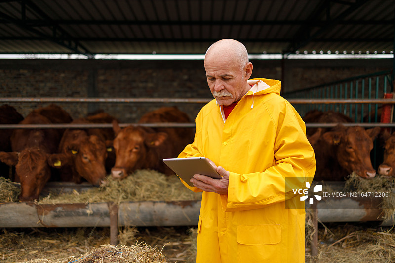 农民评估牲畜数据图片素材