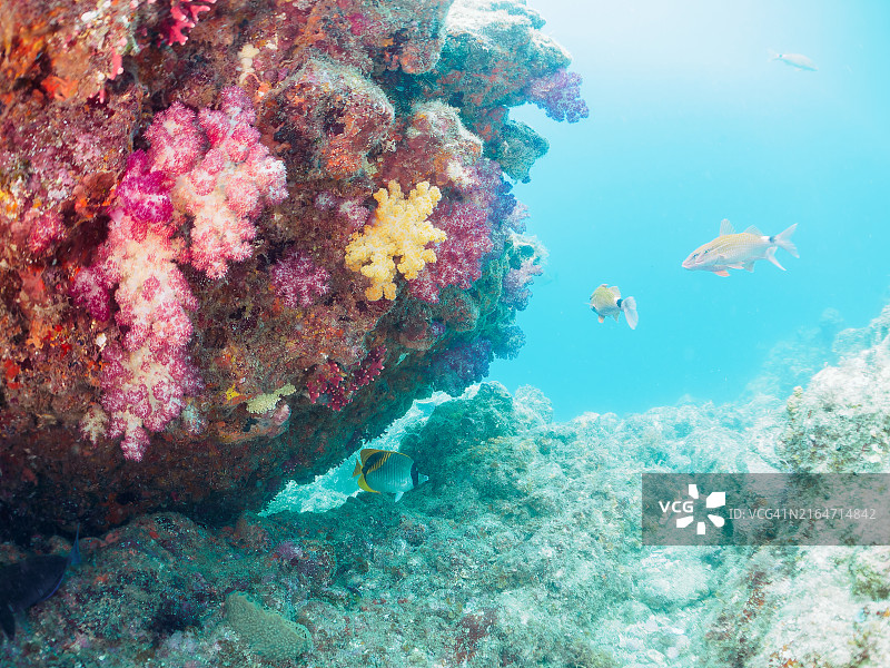 美丽的线纹蝴蝶鱼群、锯尾鱼幼鱼、斑鲣及其他鱼类，软珊瑚草莓珊瑚图片素材