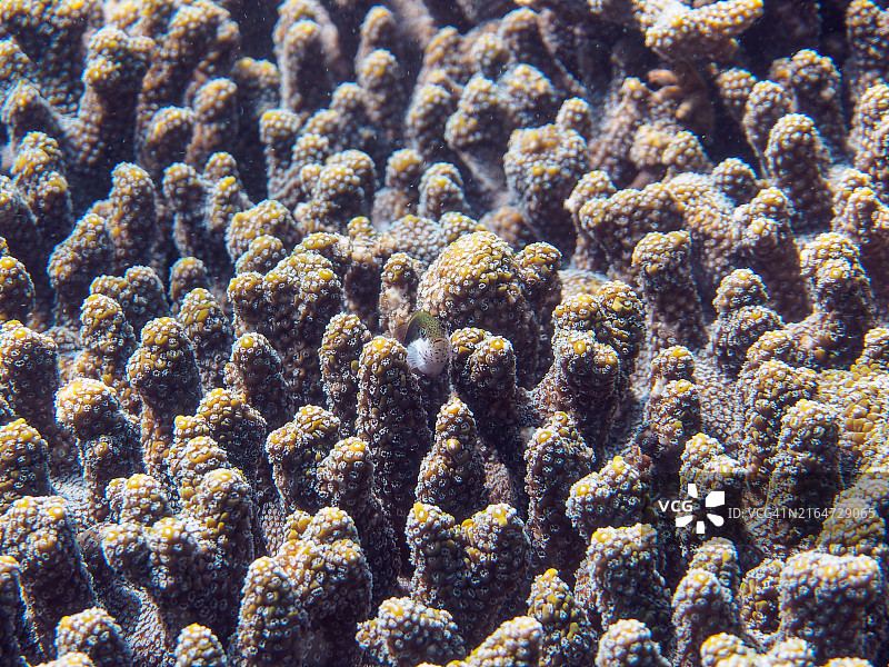 美丽的桌面珊瑚和幼鱼图片素材