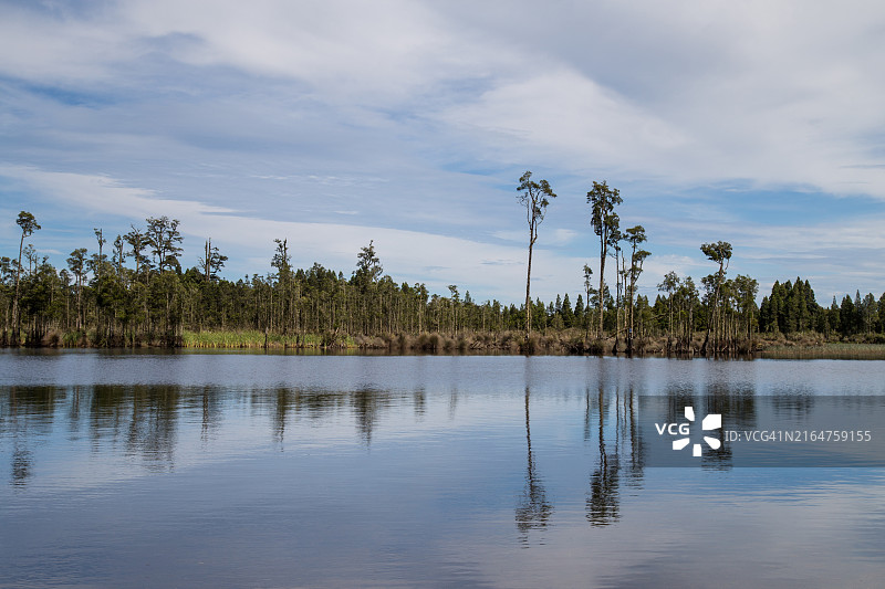 新西兰南岛西海岸布伦纳湖上的卡希卡提亚沼泽森林和罗imu树倒影图片素材