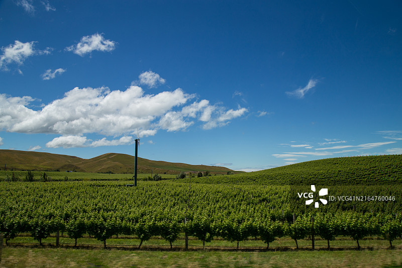 马尔堡布伦海姆葡萄园中的风力涡轮机图片素材