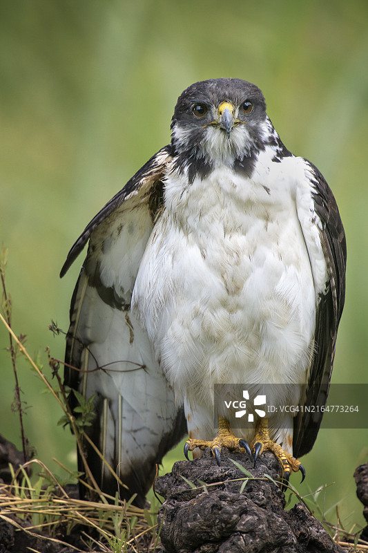 恩戈罗恩戈罗火山口中可爱的非洲鵟特写图片素材