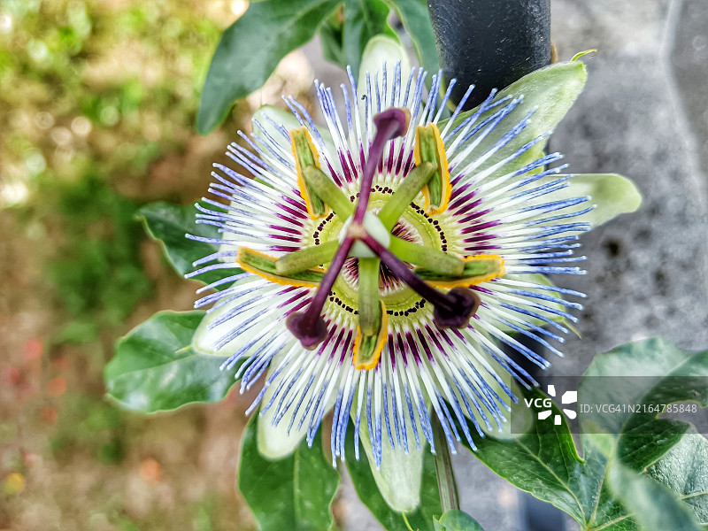 西番莲图片素材