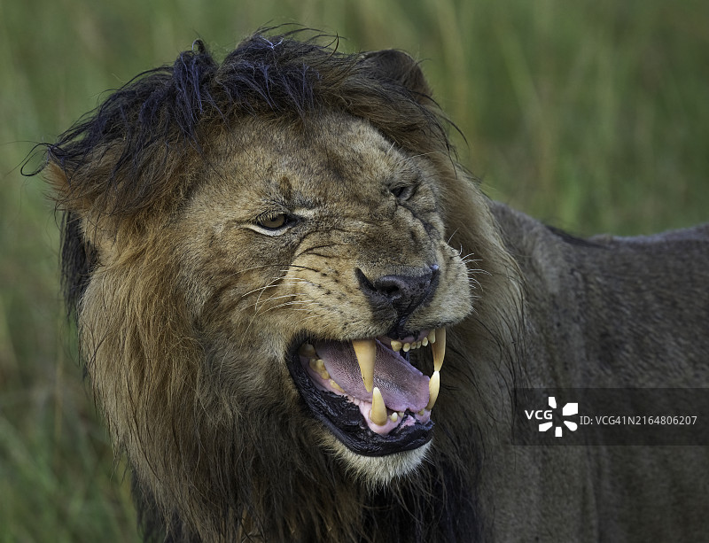 裂唇嗅反应图片素材