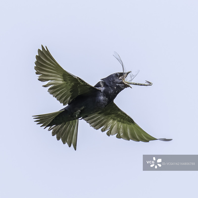 空中飞翔的紫崖燕图片素材