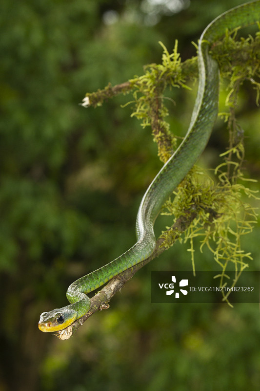 墨西哥鹦鹉蛇图片素材