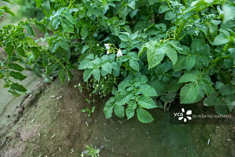 土豆作物生长特写图片素材