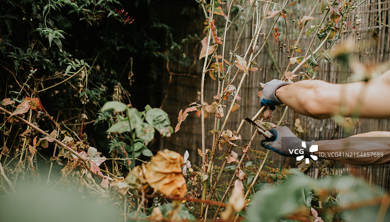 傍晚园艺：戴着园艺手套在木栅栏后修剪植物图片素材