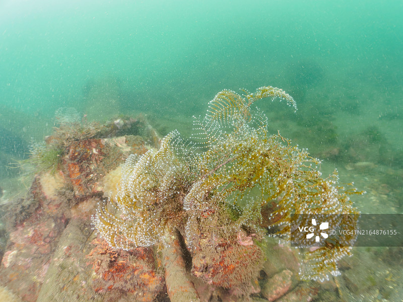 日本伊豆半岛海葵和白leggei海藻图片素材