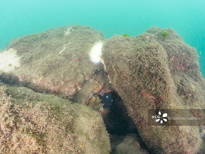 美丽海葵中的可爱三斑圆雀鲷幼鱼图片素材