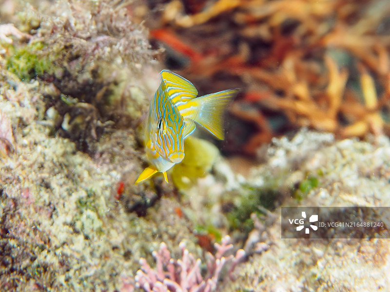半透明的幼年纹倒吊鱼图片素材