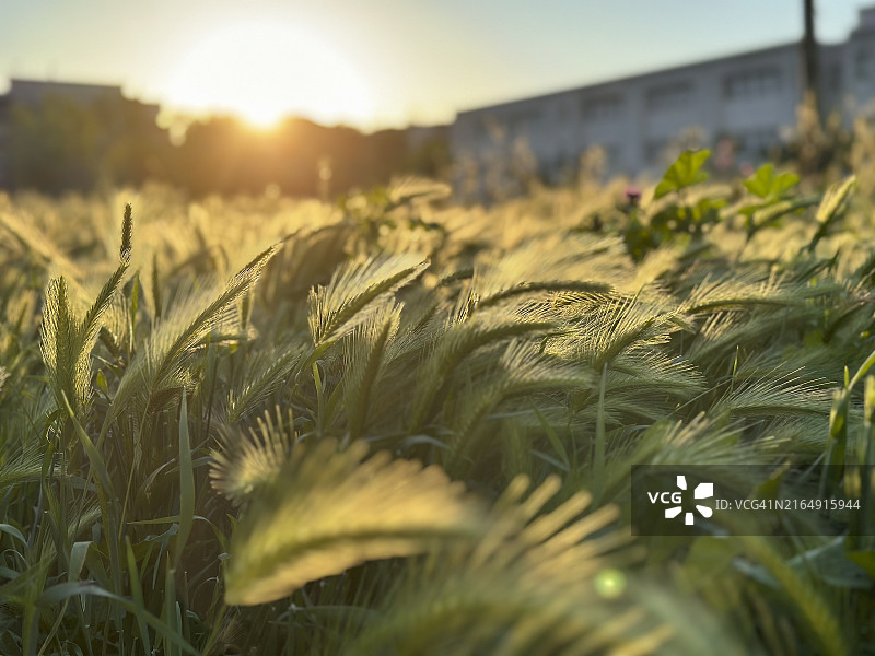日落时分逆光下的绿色麦田图片素材