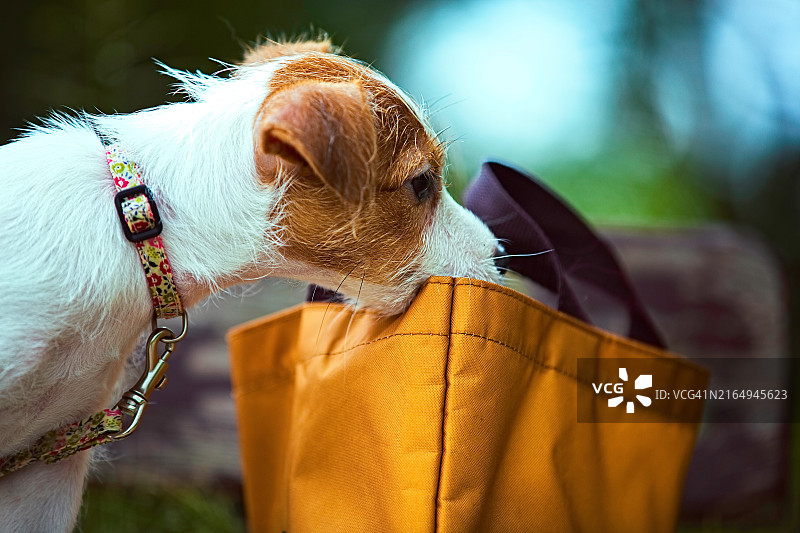 正在寻找零食的狗图片素材