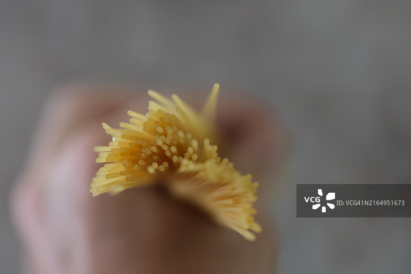 手中的一束意大利面图片素材