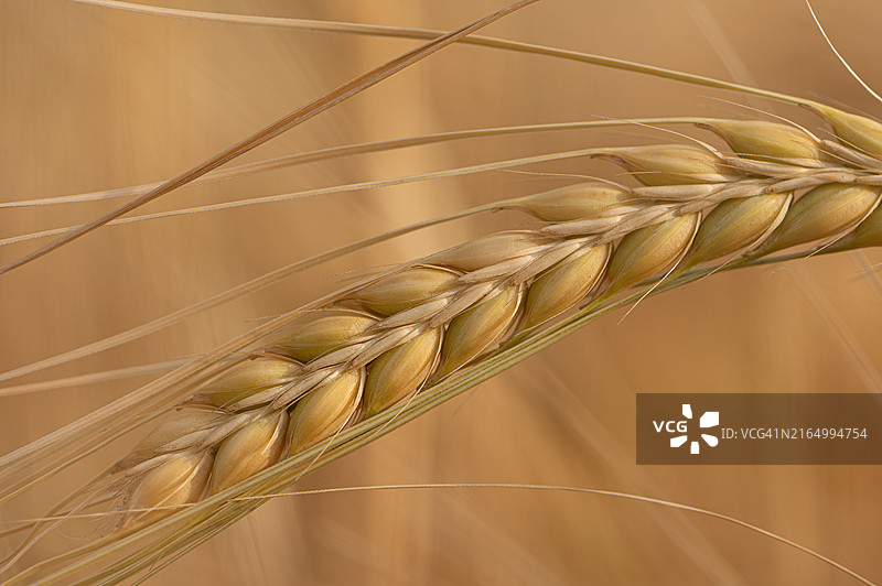 小麦特写图片素材