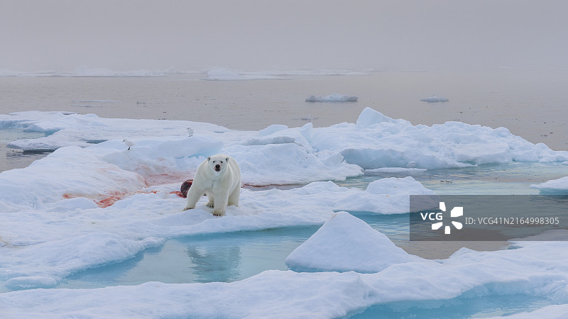 格陵兰和巴芬岛之间海冰上的北极熊图片素材