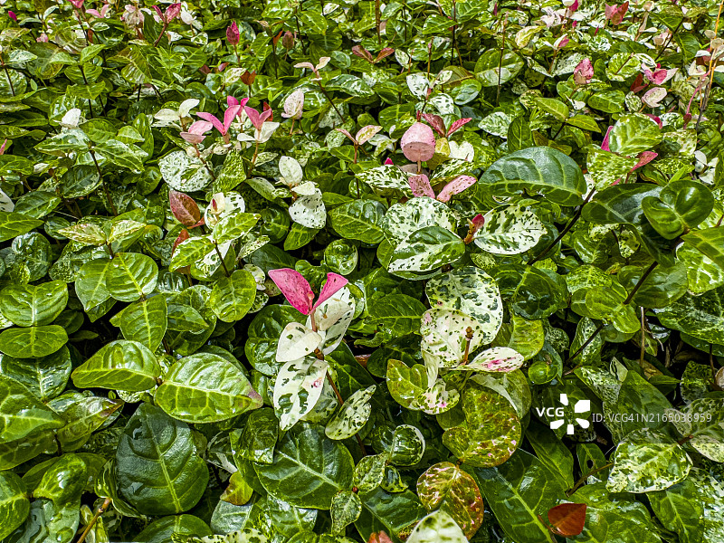美丽的花叶络石图片素材