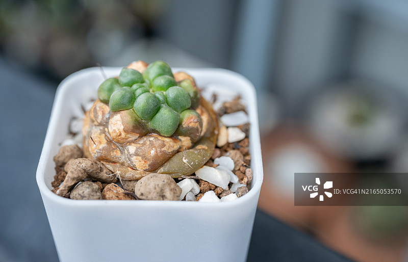 一盆腐烂的乳突球仙人掌，仙人掌腐烂问题通常与浇水过多有关图片素材