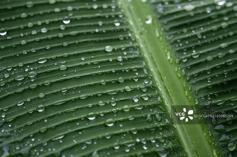 香蕉叶上的纯净水滴图片素材